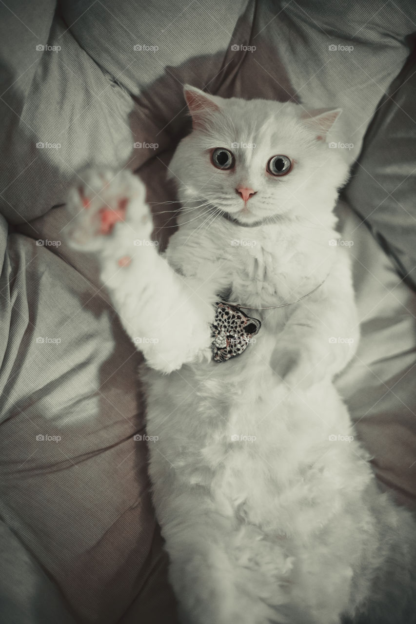 White cat lying on bed