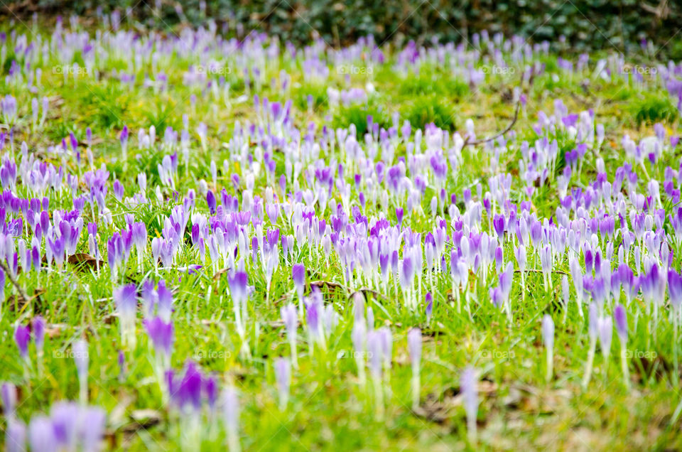 Glade of Violet Crocuses in Early Spring