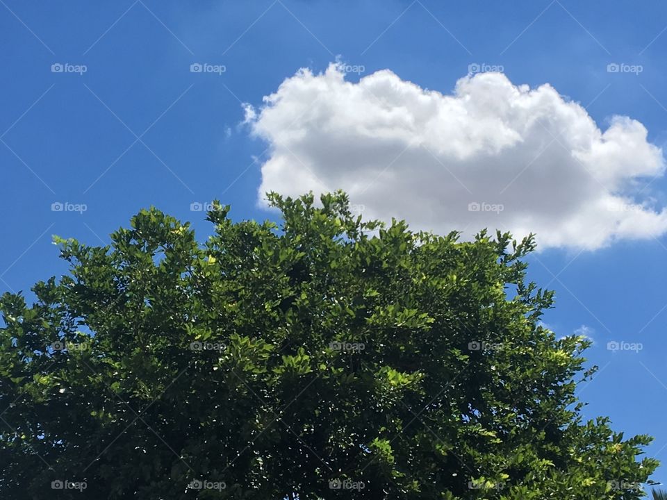 Green tree with sky