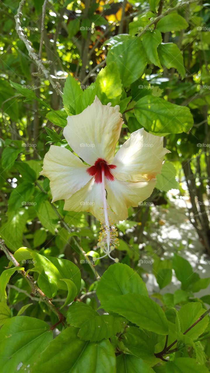 hibiscus