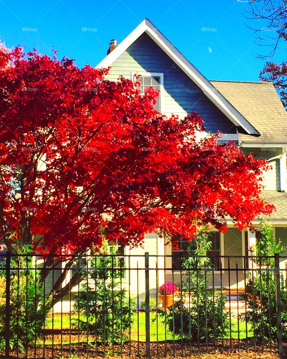 Red tree house