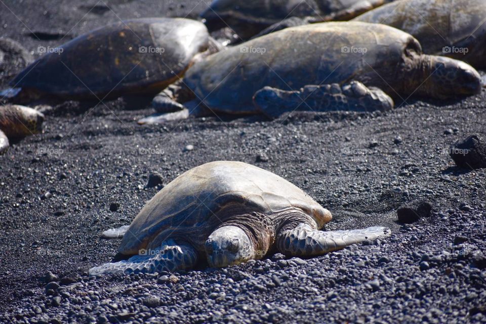 Sea turtles at punaluu beach