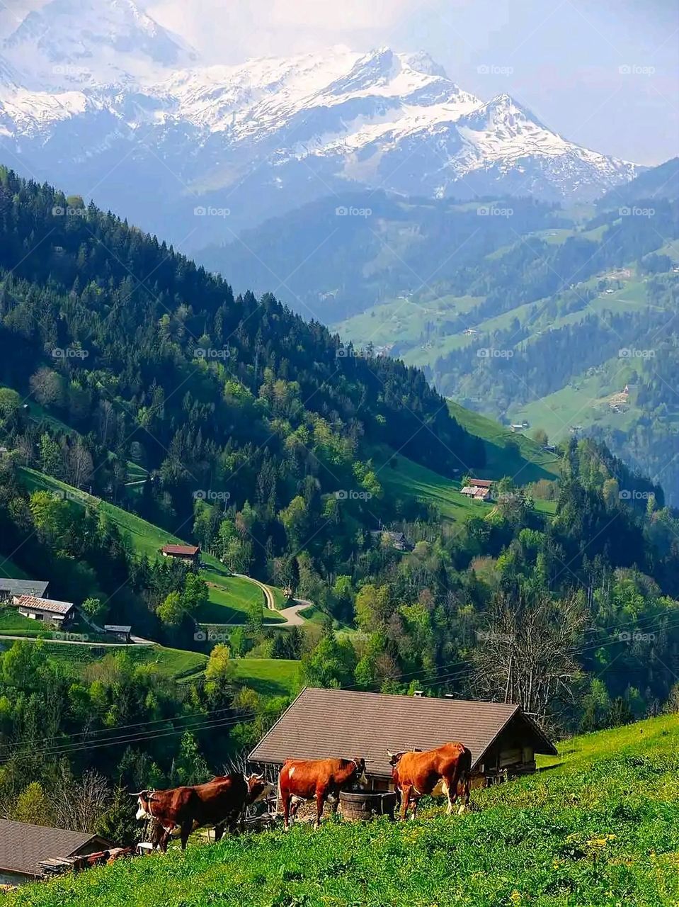 Glory be to God, the magnificent and picturesque view and the natural green trees are a view that is nothing more wonderful than it