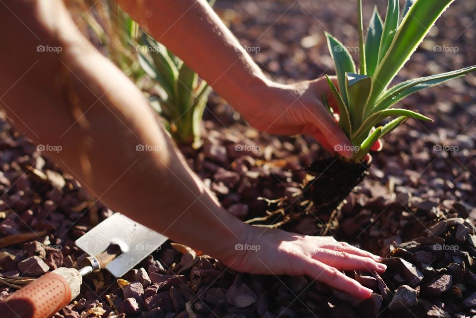 Planting Agave