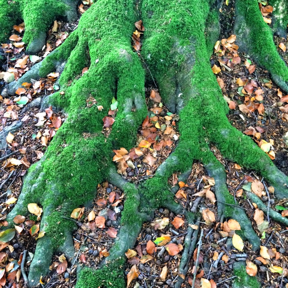 Tree, Wood, Nature, Leaf, No Person