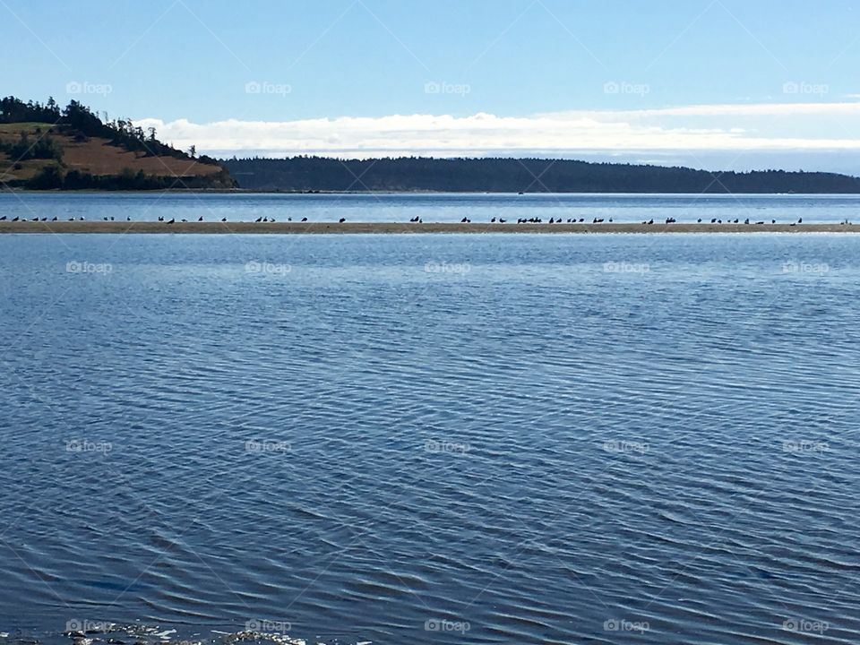 Flock of birds on beach