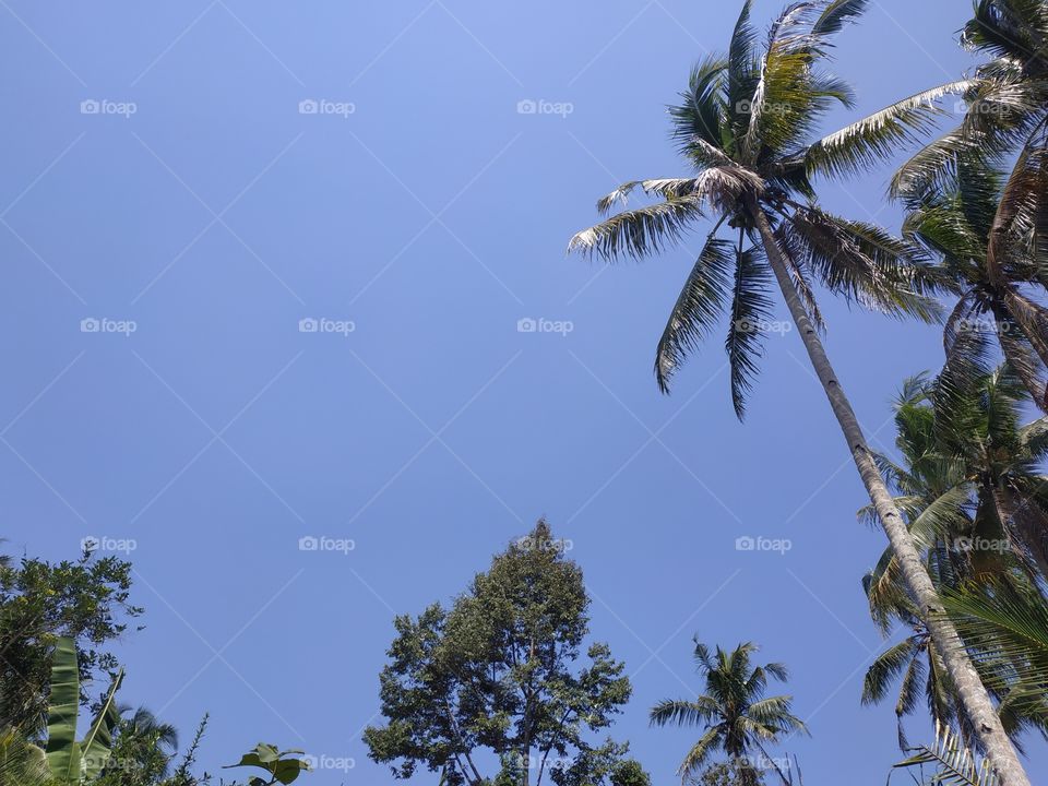 coconut tree with beautiful blue sky