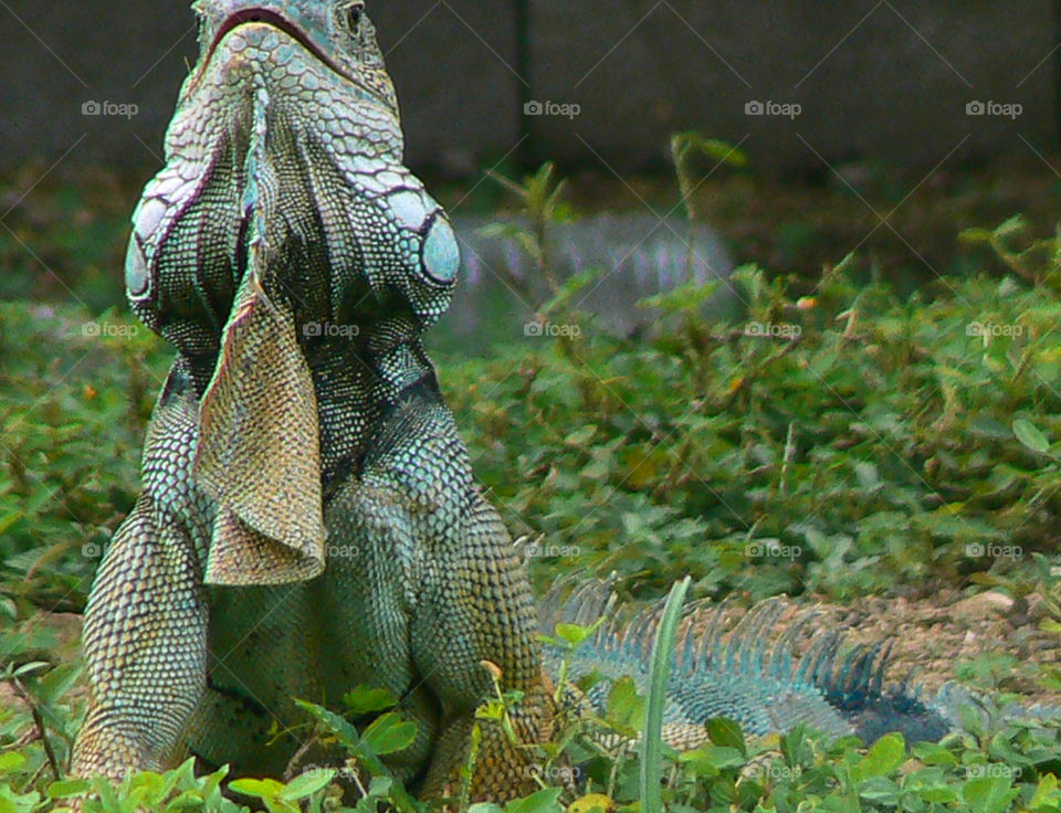 Scaley iguana