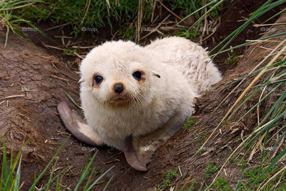 Seal fur white