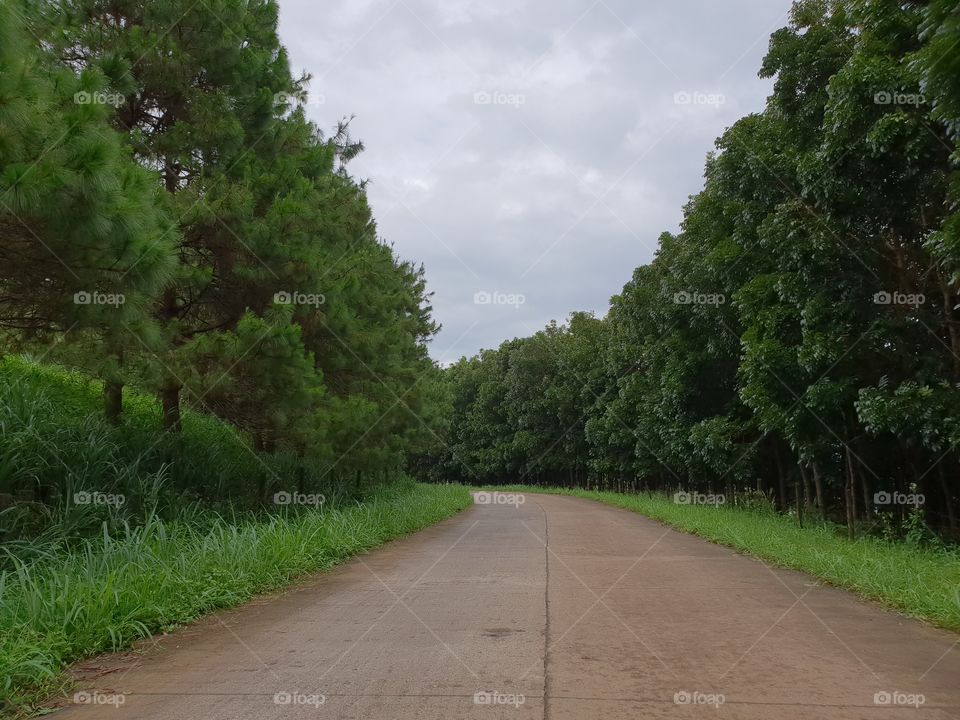 tree road view
