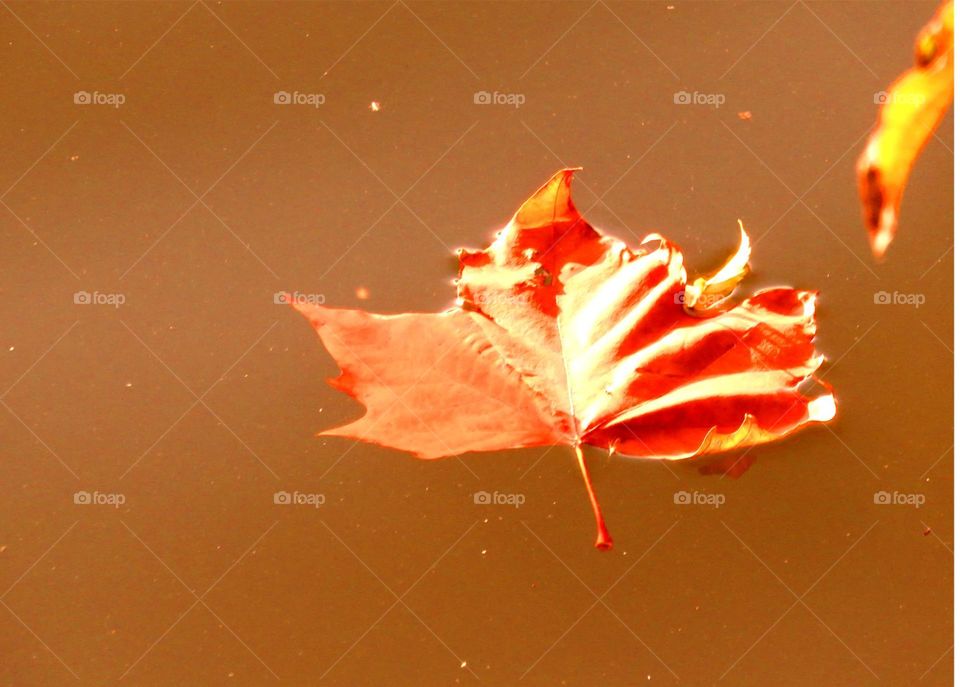 romantic leaf