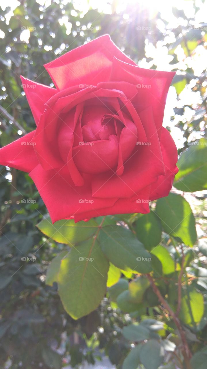 rose of the rose