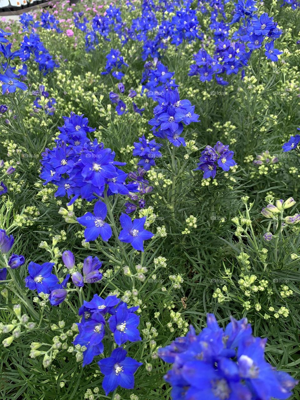 This is Spring!!! Beautiful flower, bird nesting, vegetable garden 