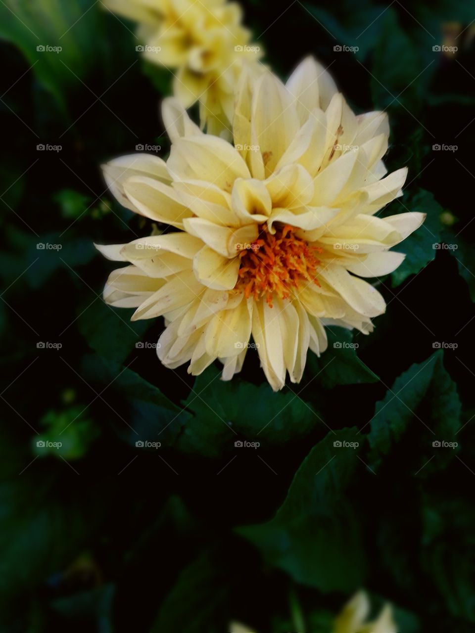 Yellow colour Daliya season flower with dark green leaf