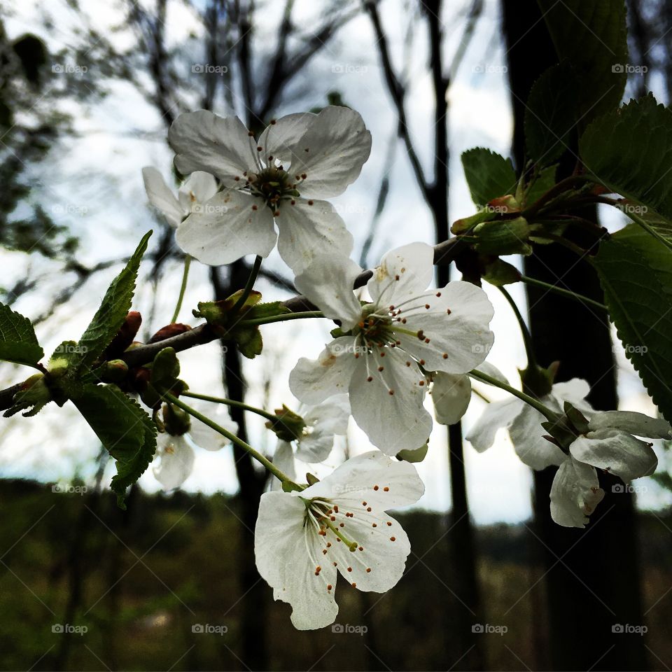 Flower