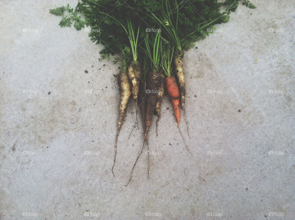 Freshly Harvested Carrots