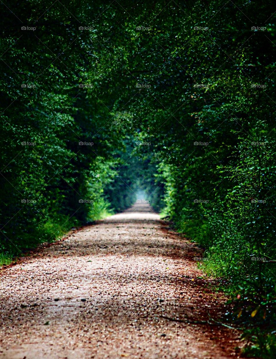 Creepy and Deserted Road