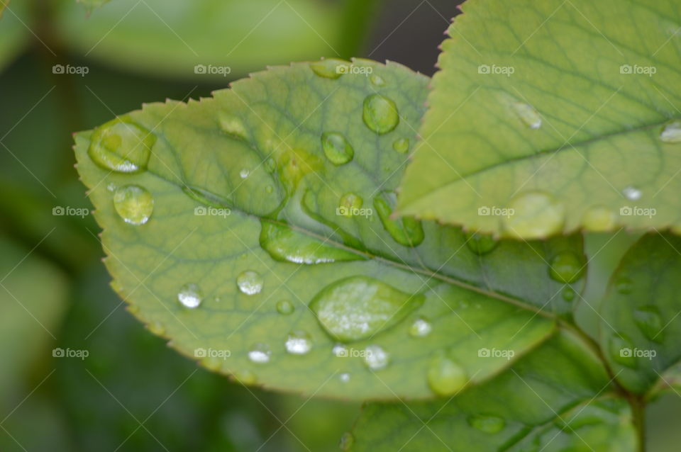 Water drops on leaves of roses