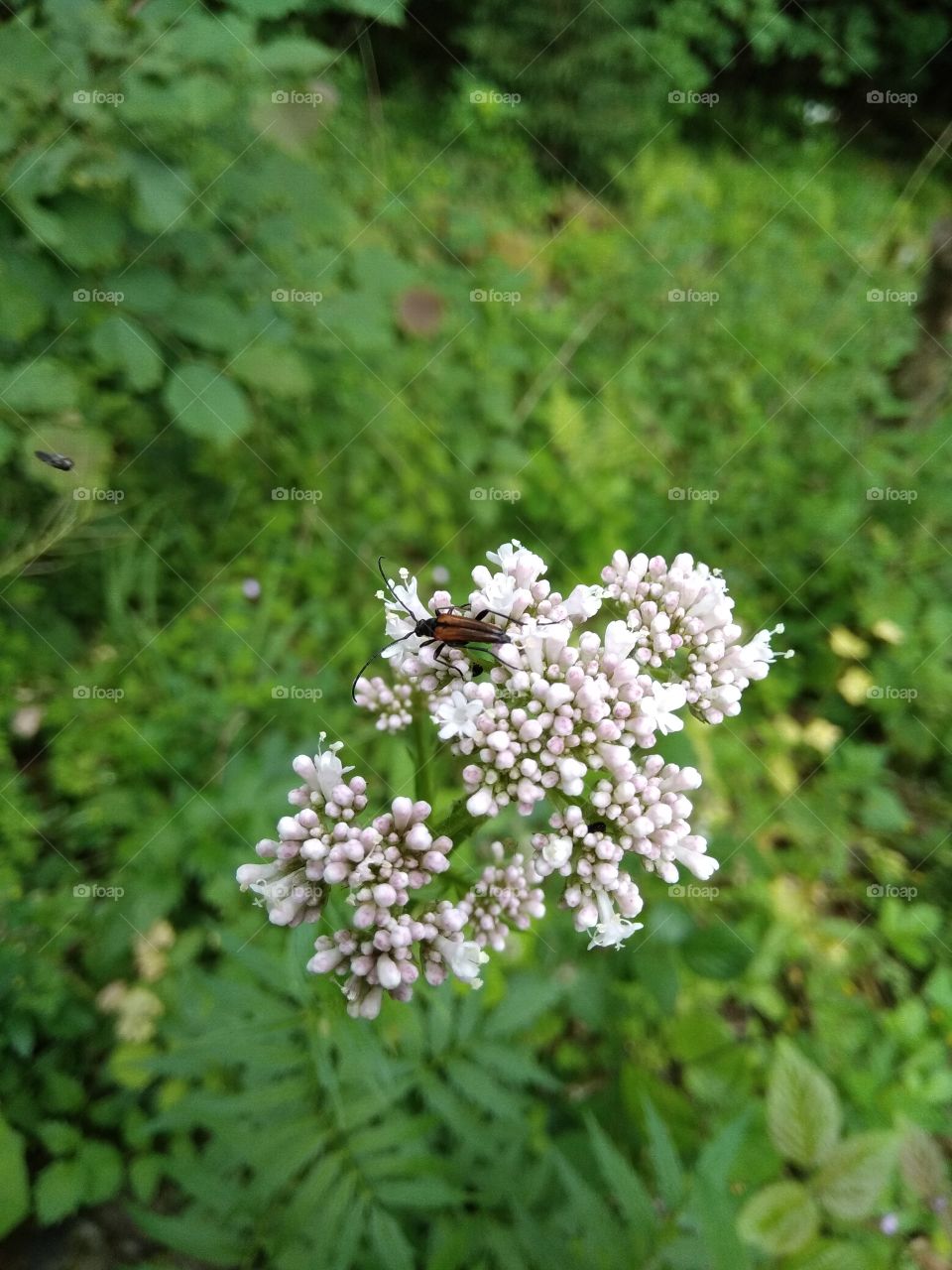 Bad Wildbad Schwarzwald
