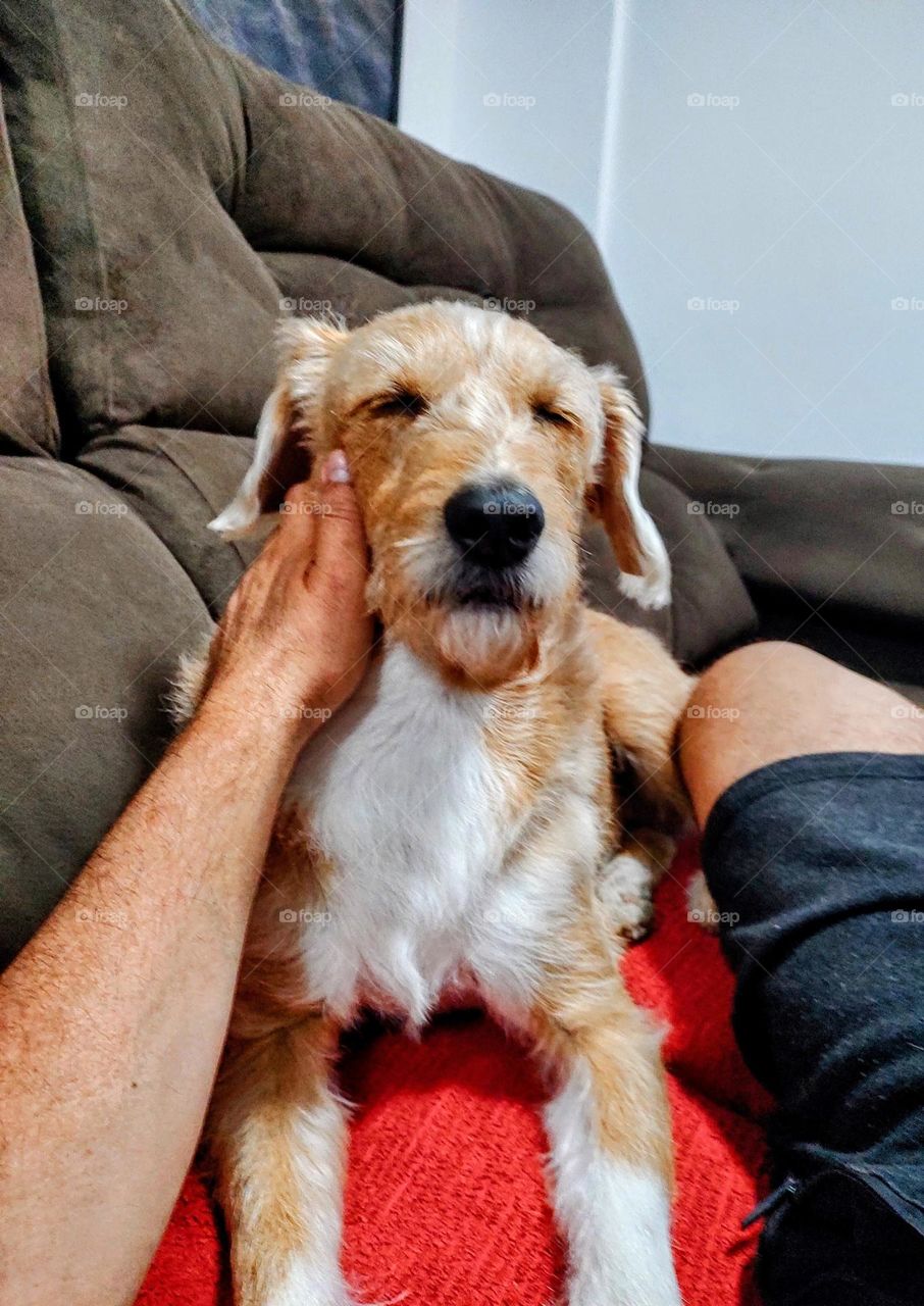 Goldendoodle - Indaiatuba City