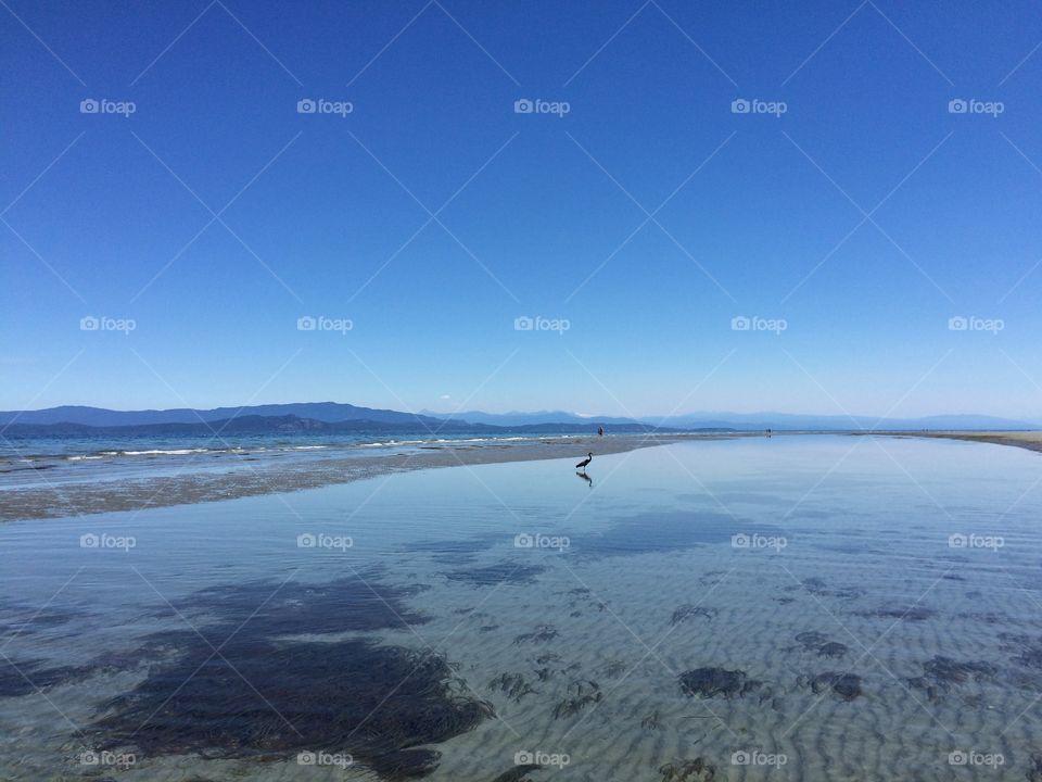 Scenic view of bird at beach