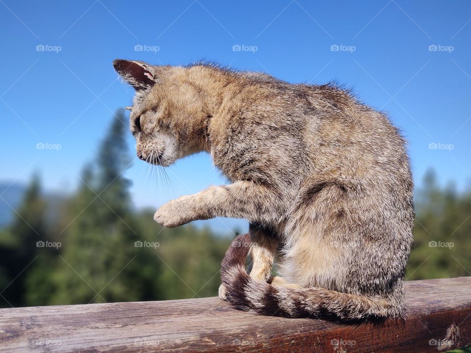 cat on the fence