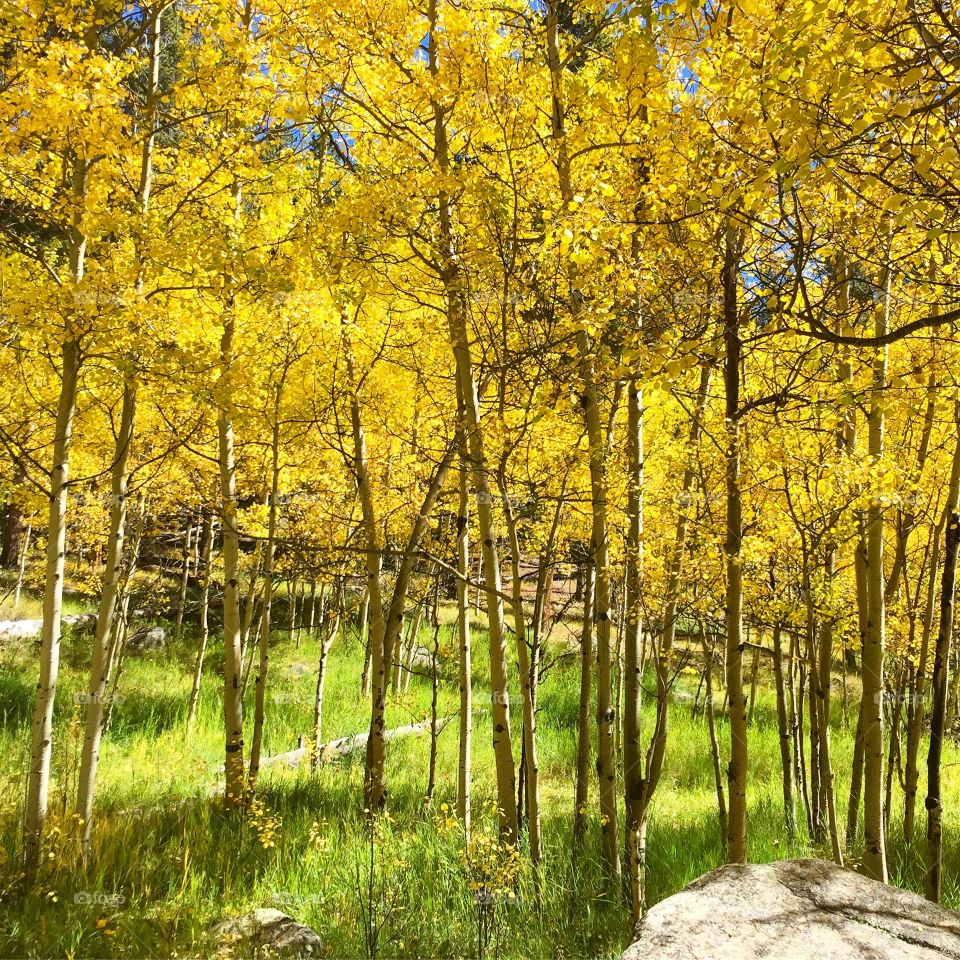 Fall aspen grove 
