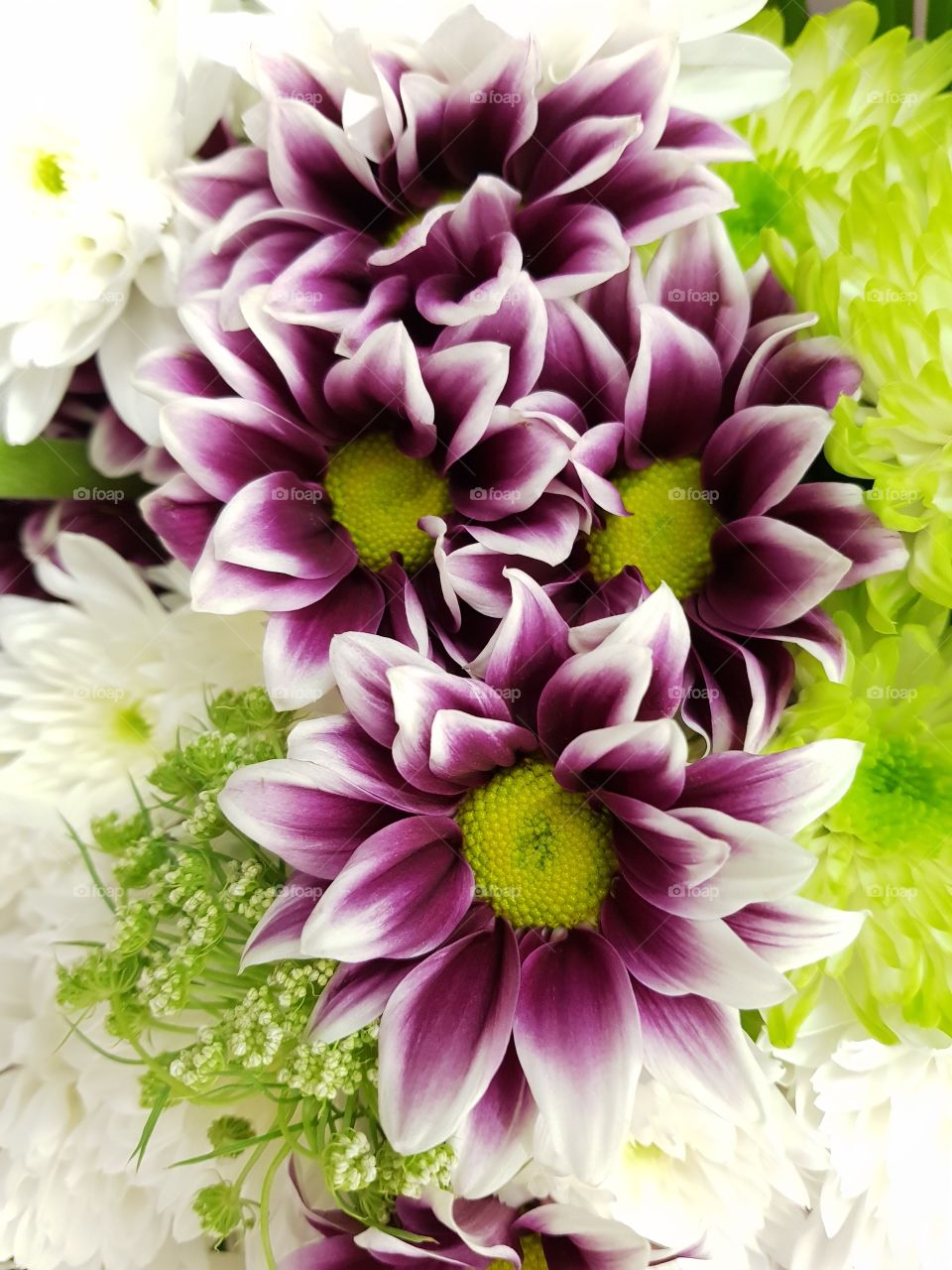 Beautiful Flowers in park