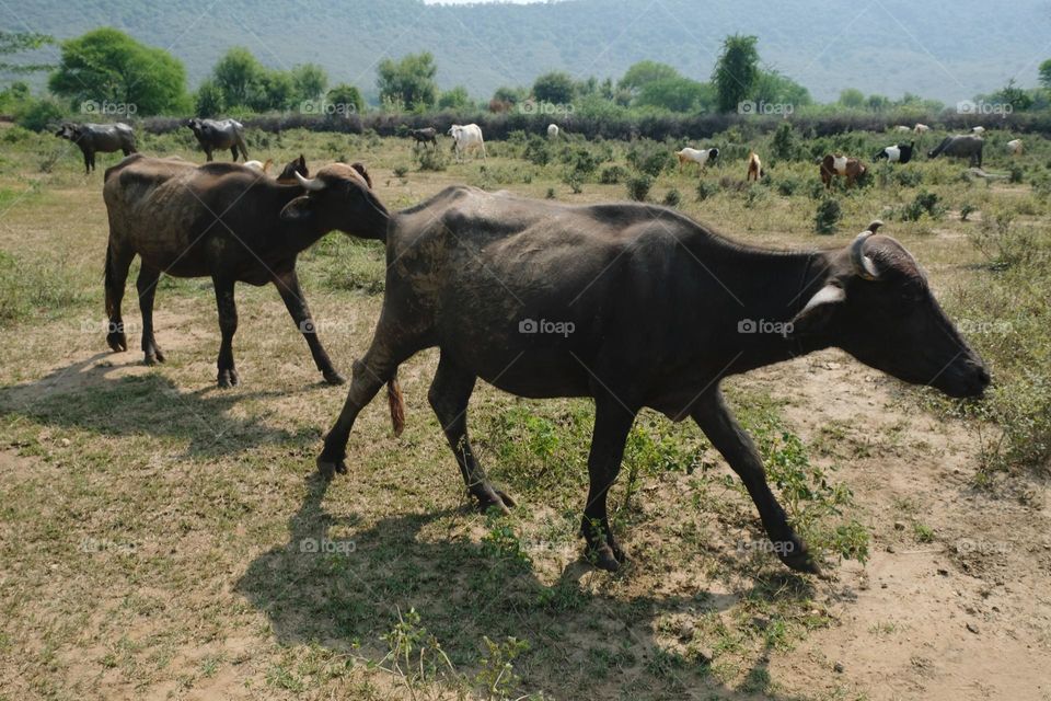 The buffaloes are walking through the field