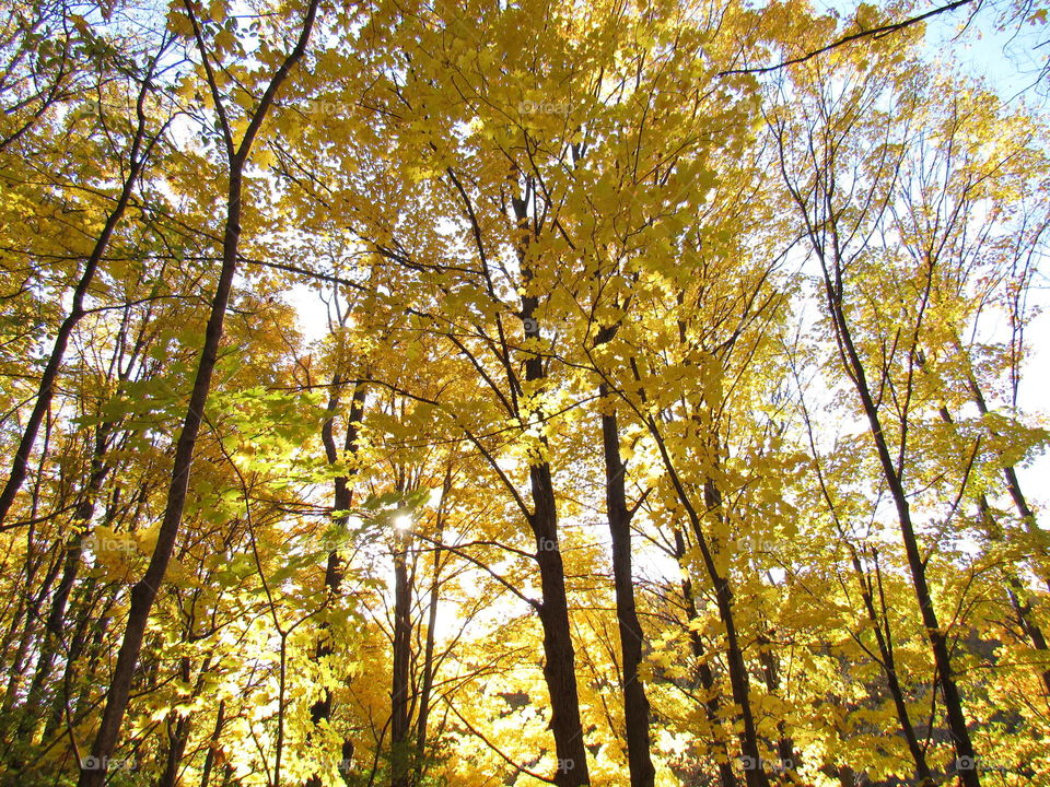 Yellow fall trees 