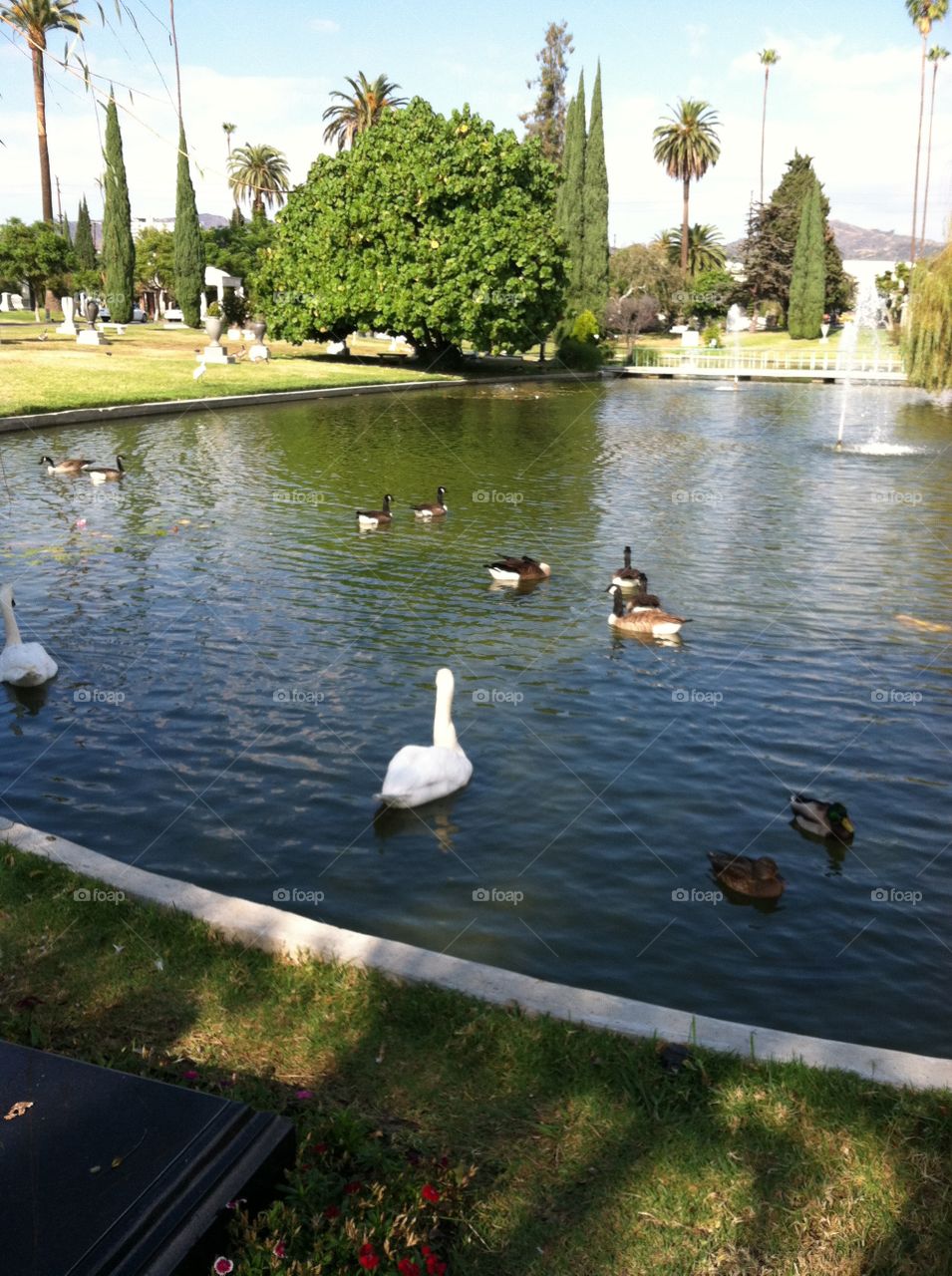 Pond at Cemetery with Ducks