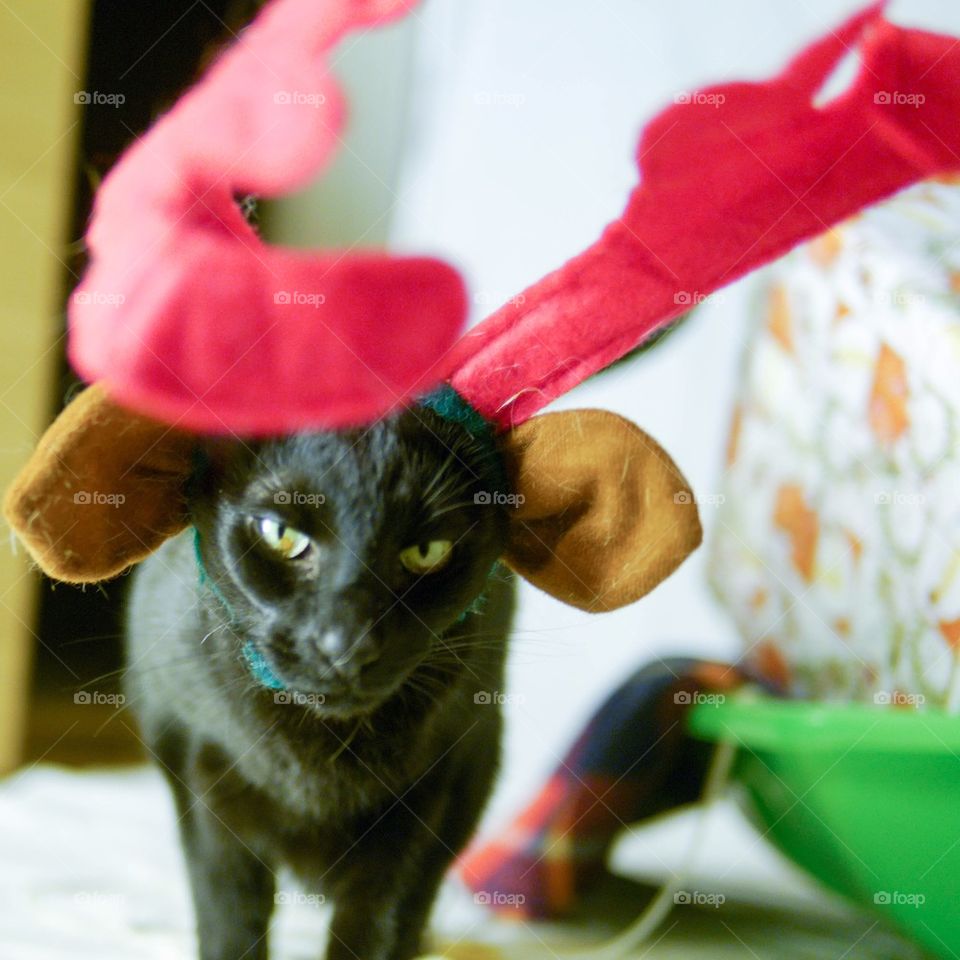 Cat Reindeer