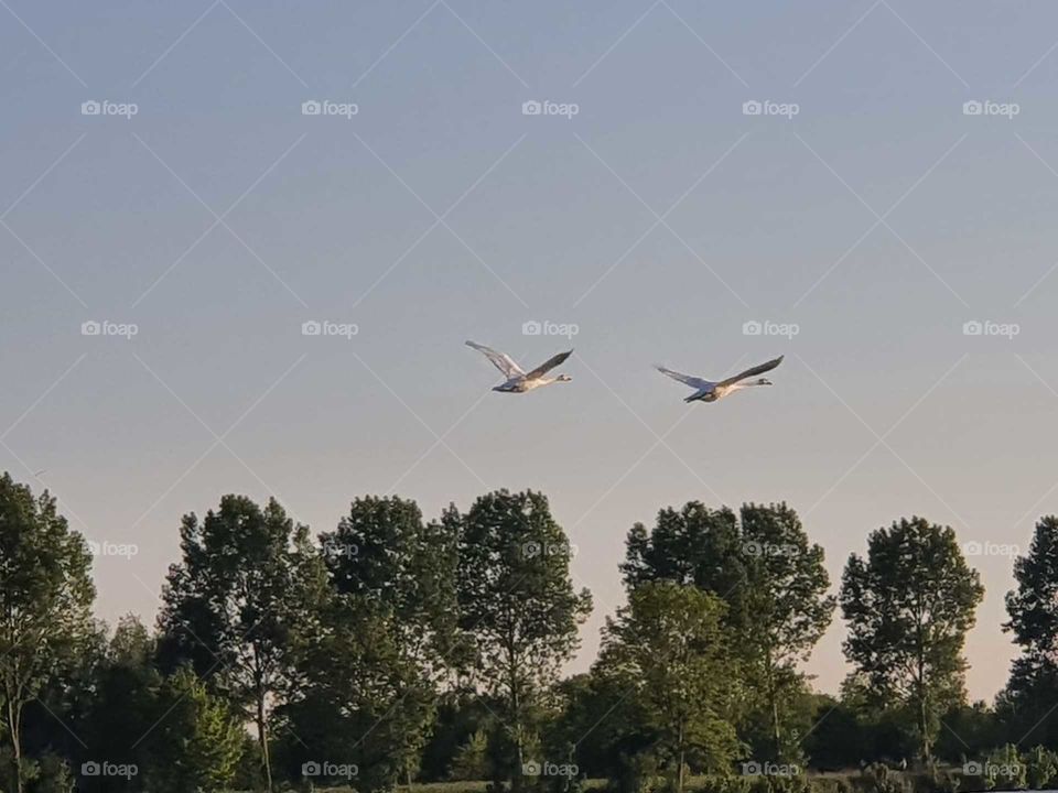 Twee zwanen die net uit het water komen en hoog in de lucht gaan vliegen, wildlife. Nederland
