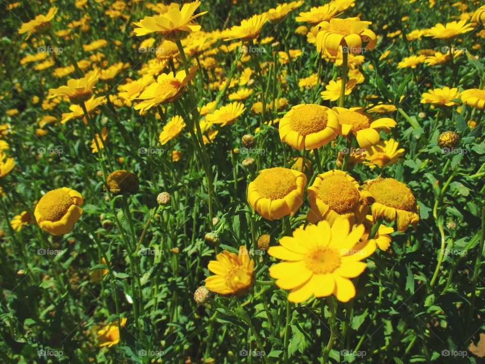 Yellow flowers in summer