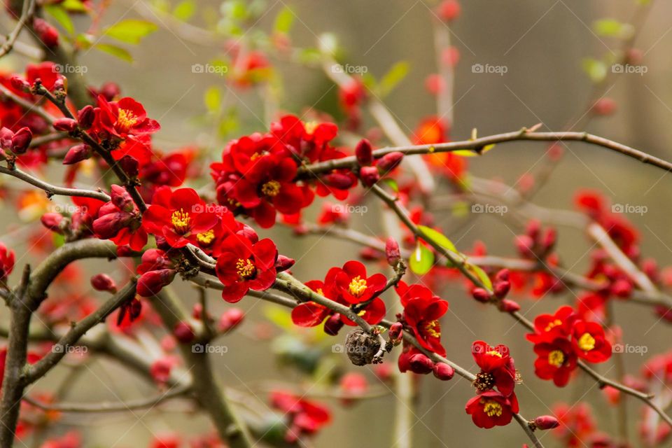 red japanese begonia