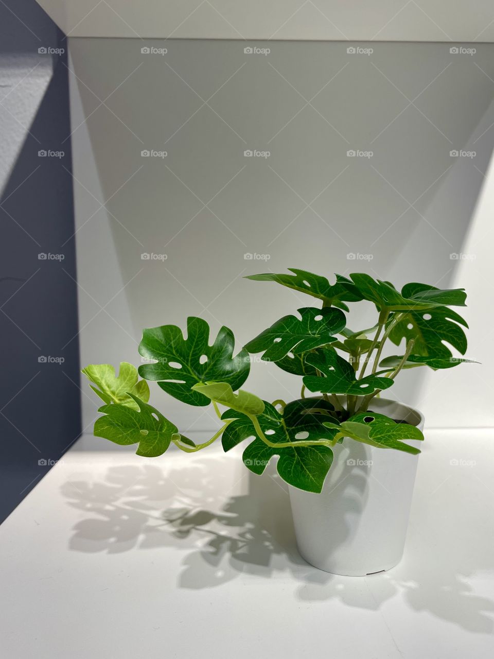 Home decor . Plants in a white pot.minimalism 
