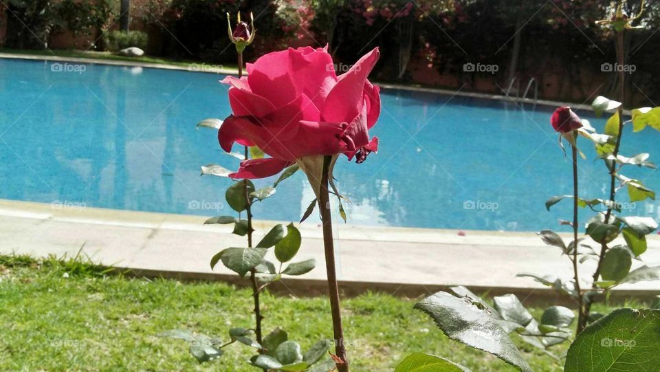 Beautiful rose near a Waterpool