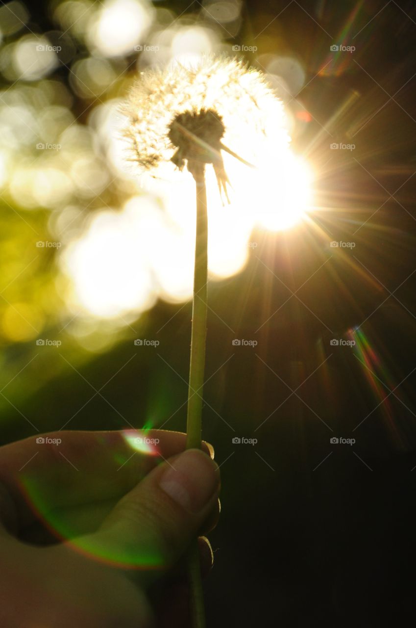 sunny rays through the dandelion