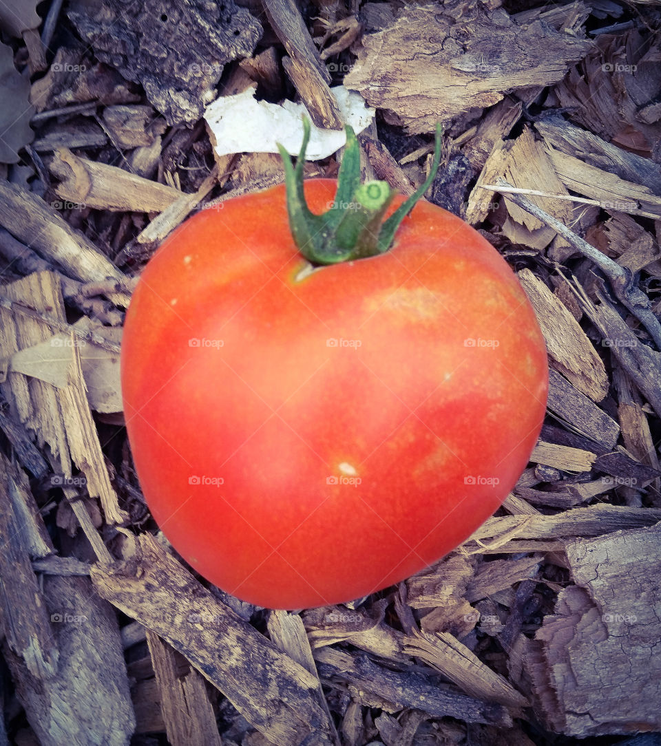 Ripe Tomato