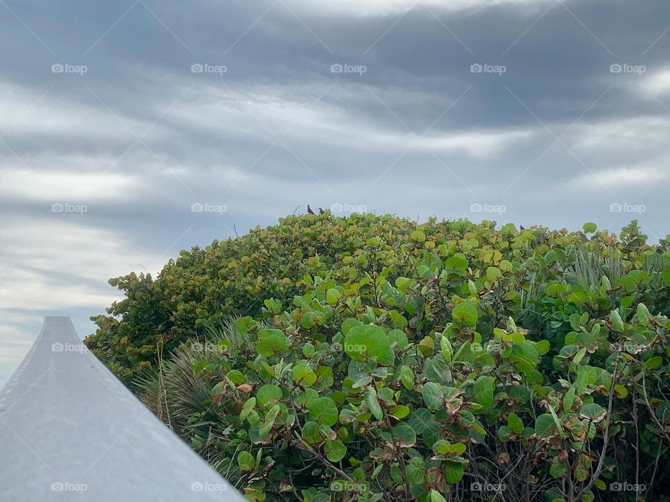 Long grey handrail by a hill of tropical plants on a cloudy day with grey sky, that seems to lead to empty space.