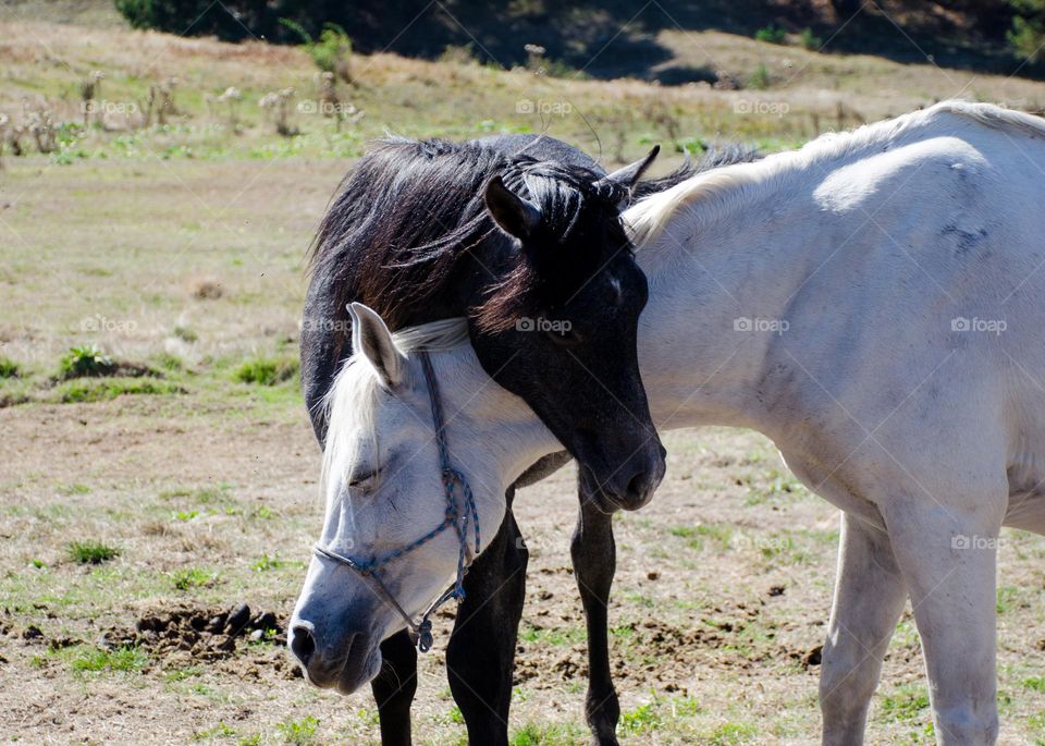 Tenderness Series:Pets