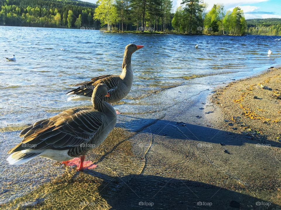 At the beach of beautiful sognsvann lake in Oslo Norway 