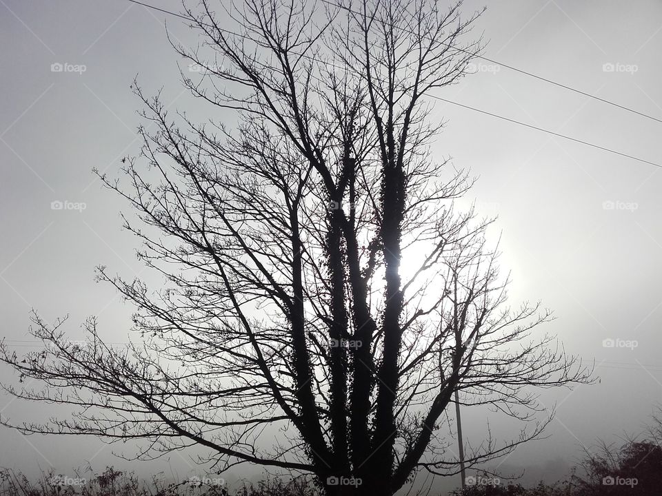 Winter bare tree shrouded in mist