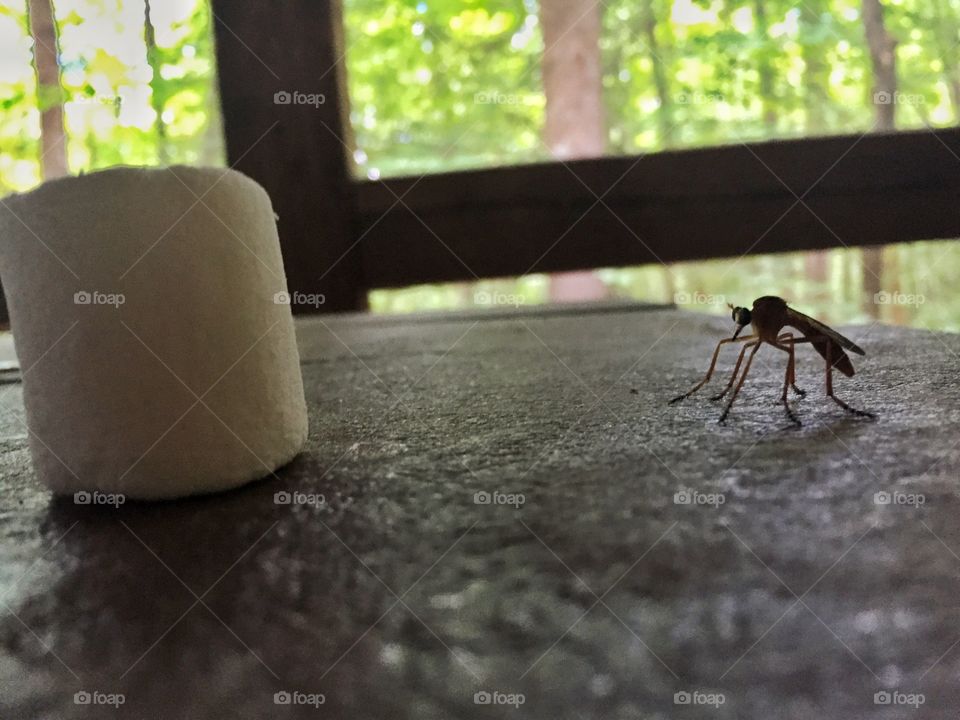 No Person, Wood, Blur, Nature, Outdoors