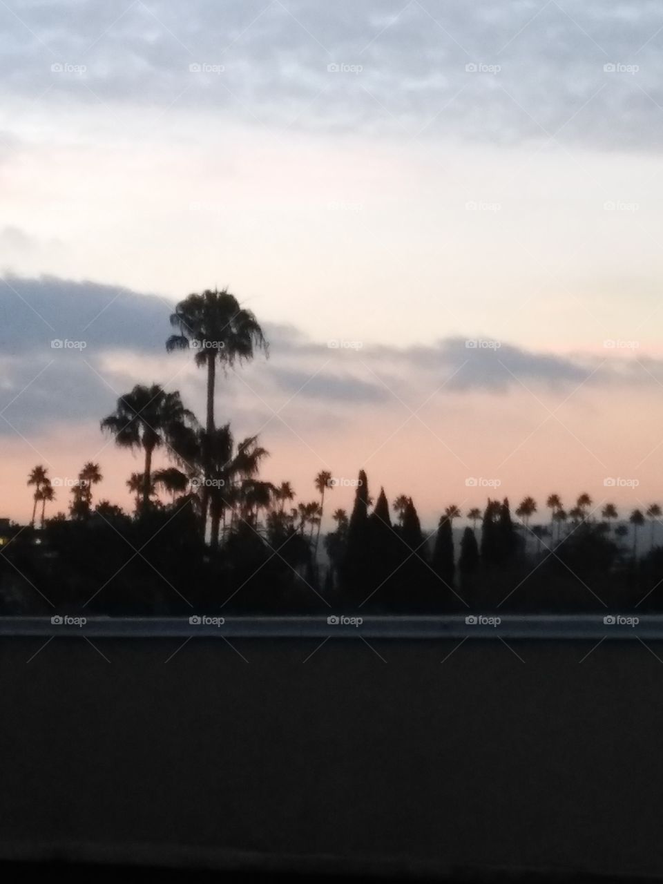 6am Palm Trees