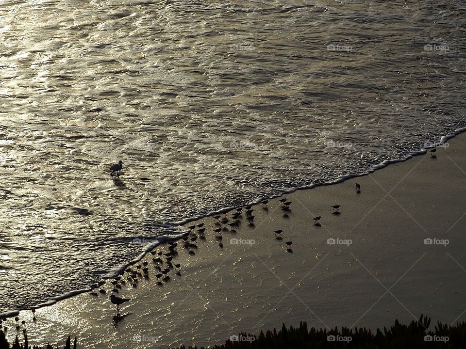 Birds playing in the waves.
