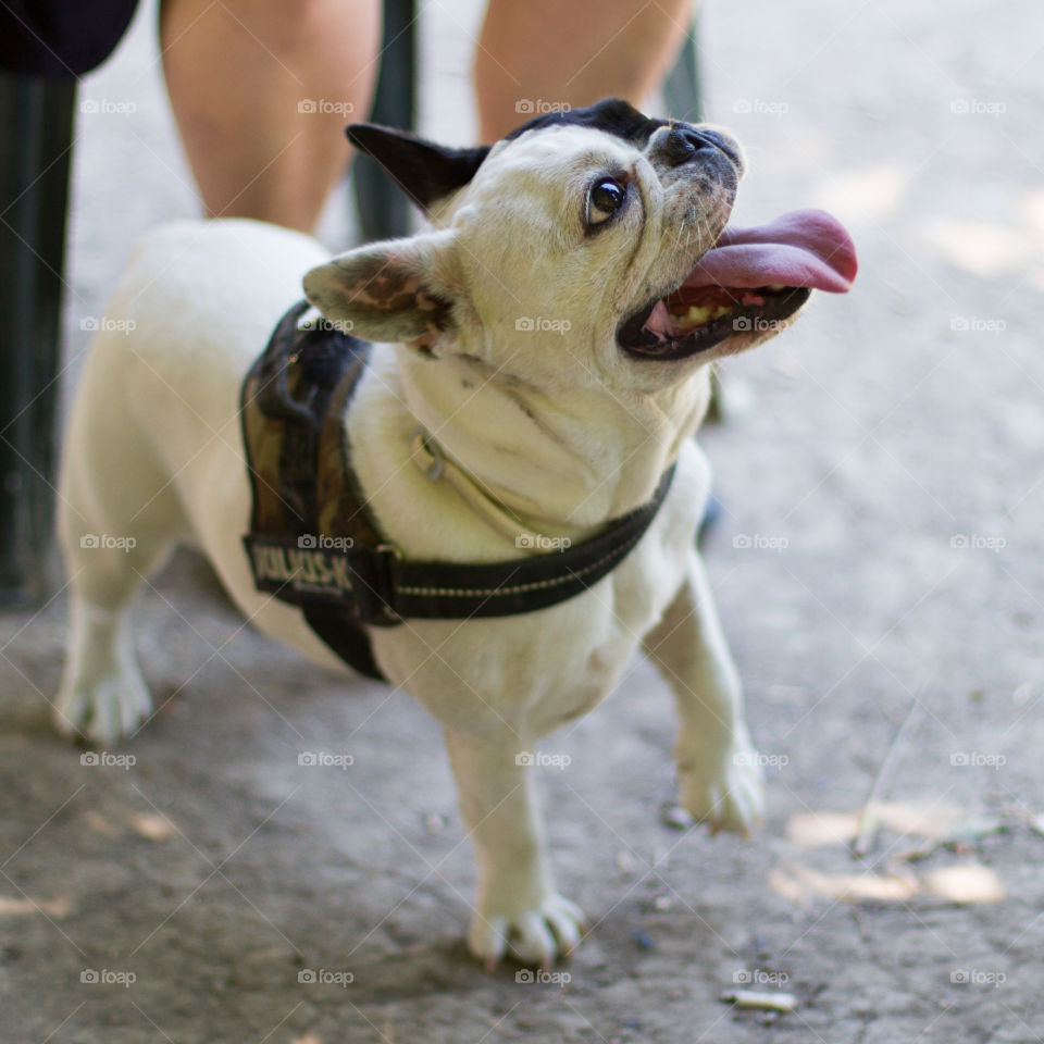 Dog smiling 