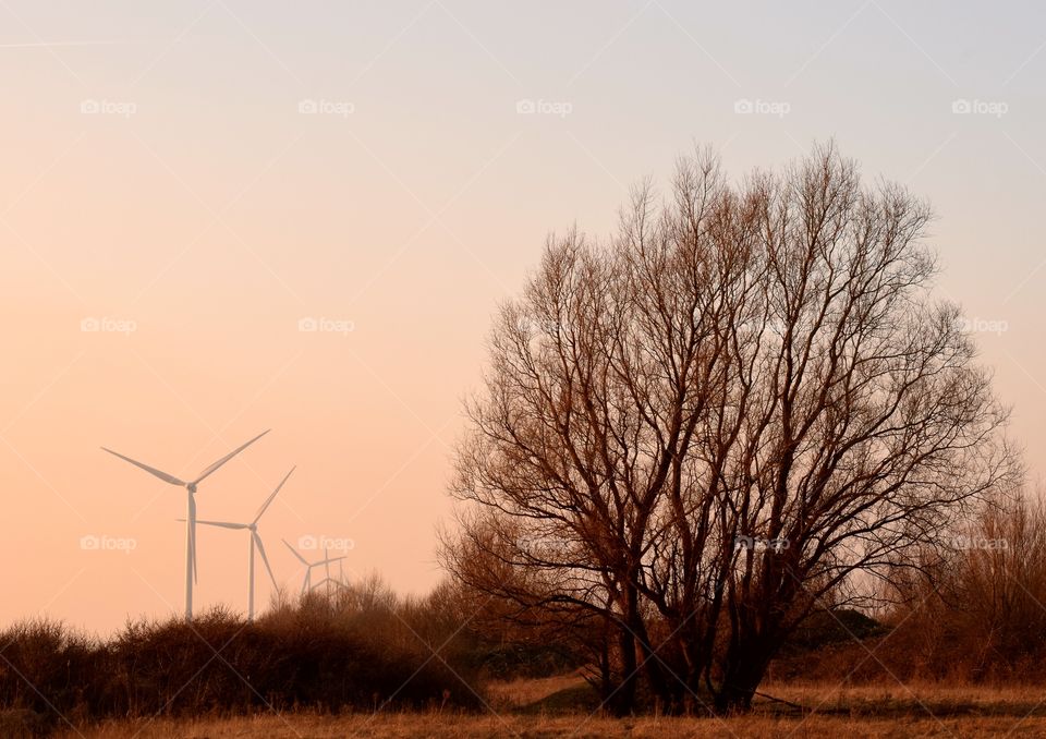 Landscape at golden hour.