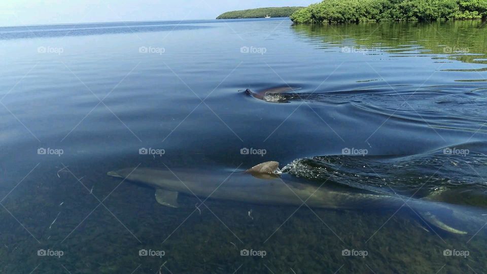 Florida dolphins 