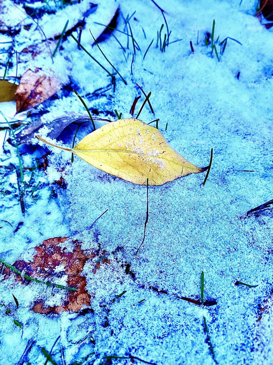 A yellow leaf in the snow